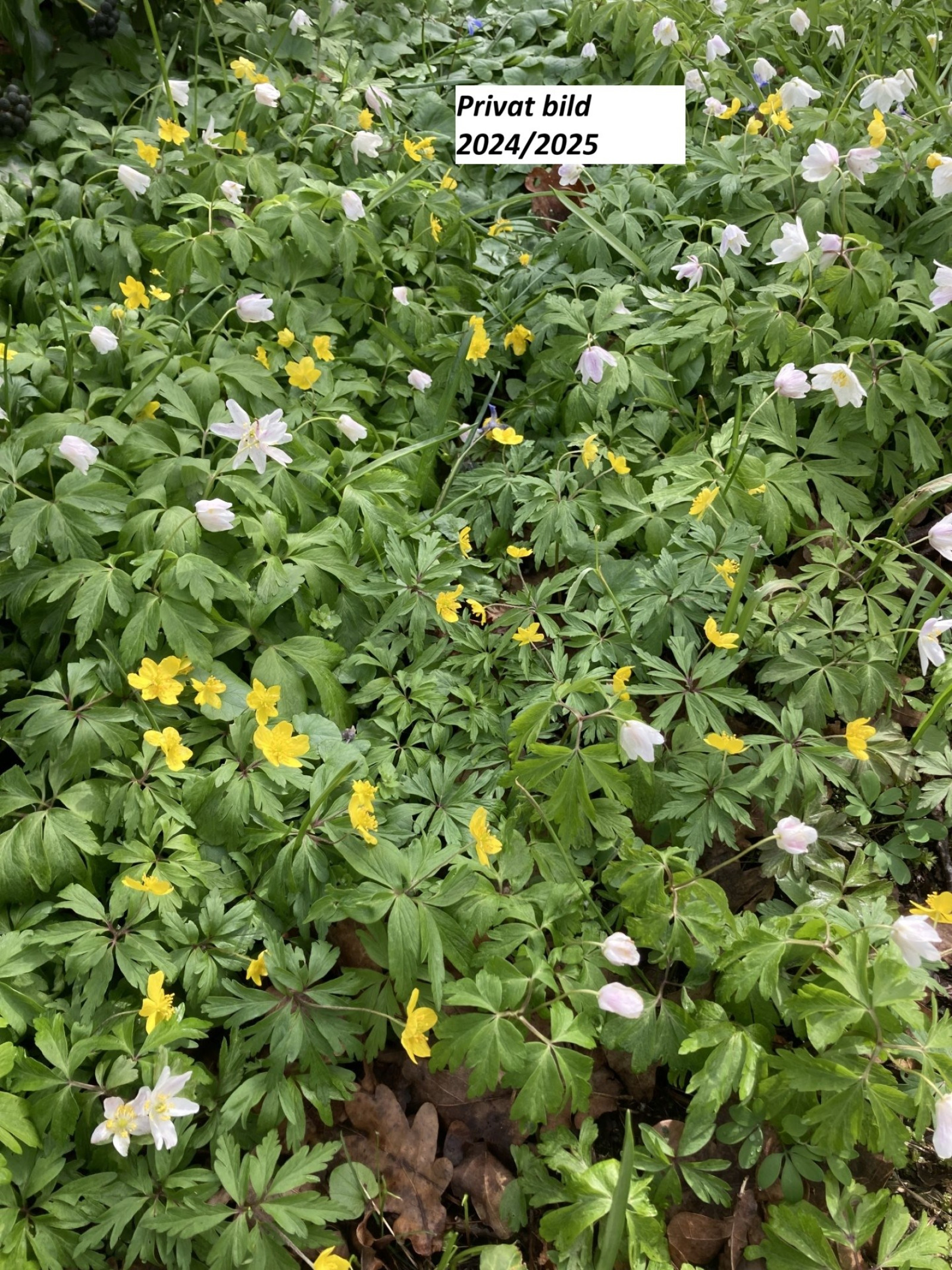 Privat bild 4 Skärsjövägen 2