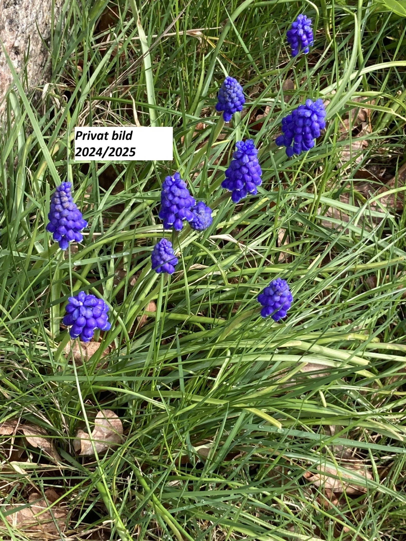 Privat bild 5 Skärsjövägen 2