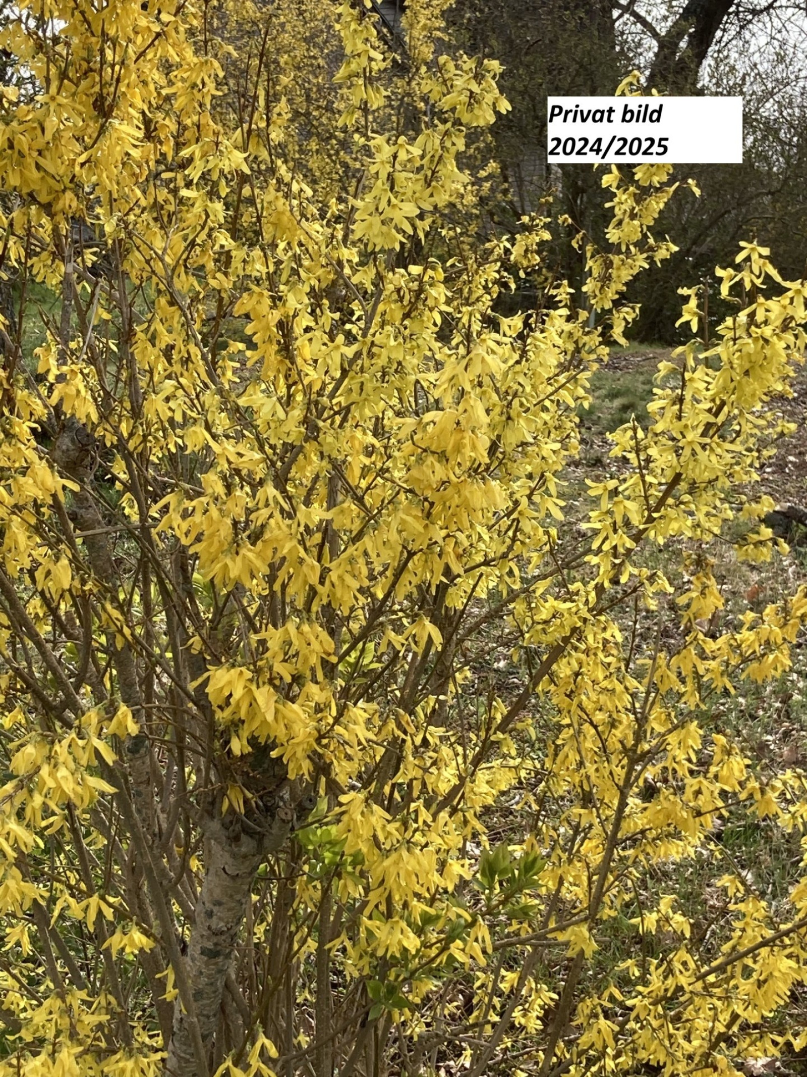 Privat bild 6 Skärsjövägen 2